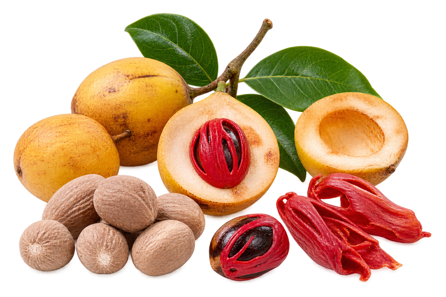 nutmeg_biji_pala